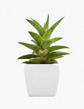 Praesentium voluptatum