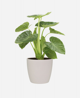Artificially produced plant