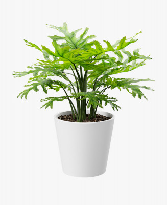 Green nonvascular plant
