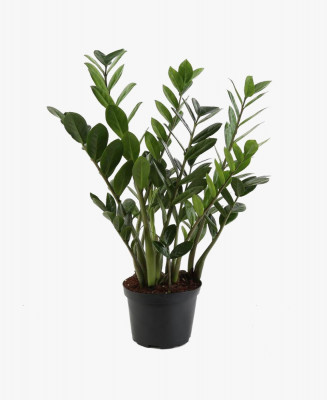 Plant with green phylum